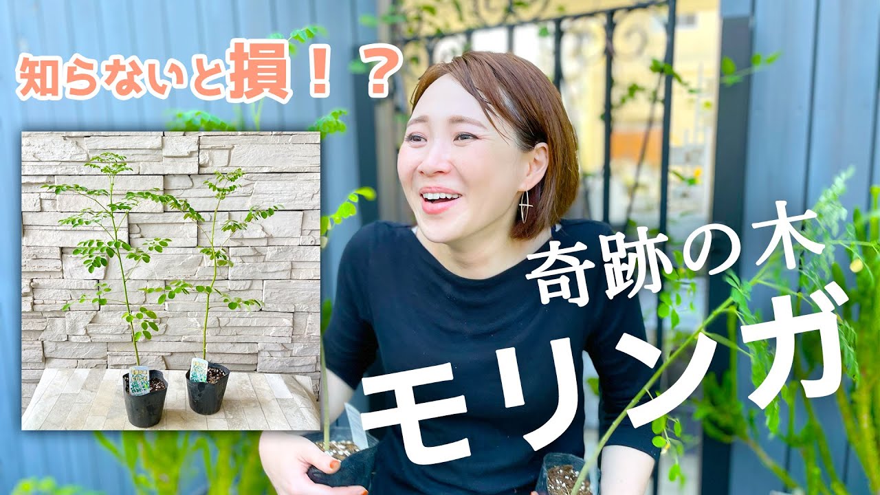 【地上最高の栄養価】スーパーフード・モリンガを徹底解説♪