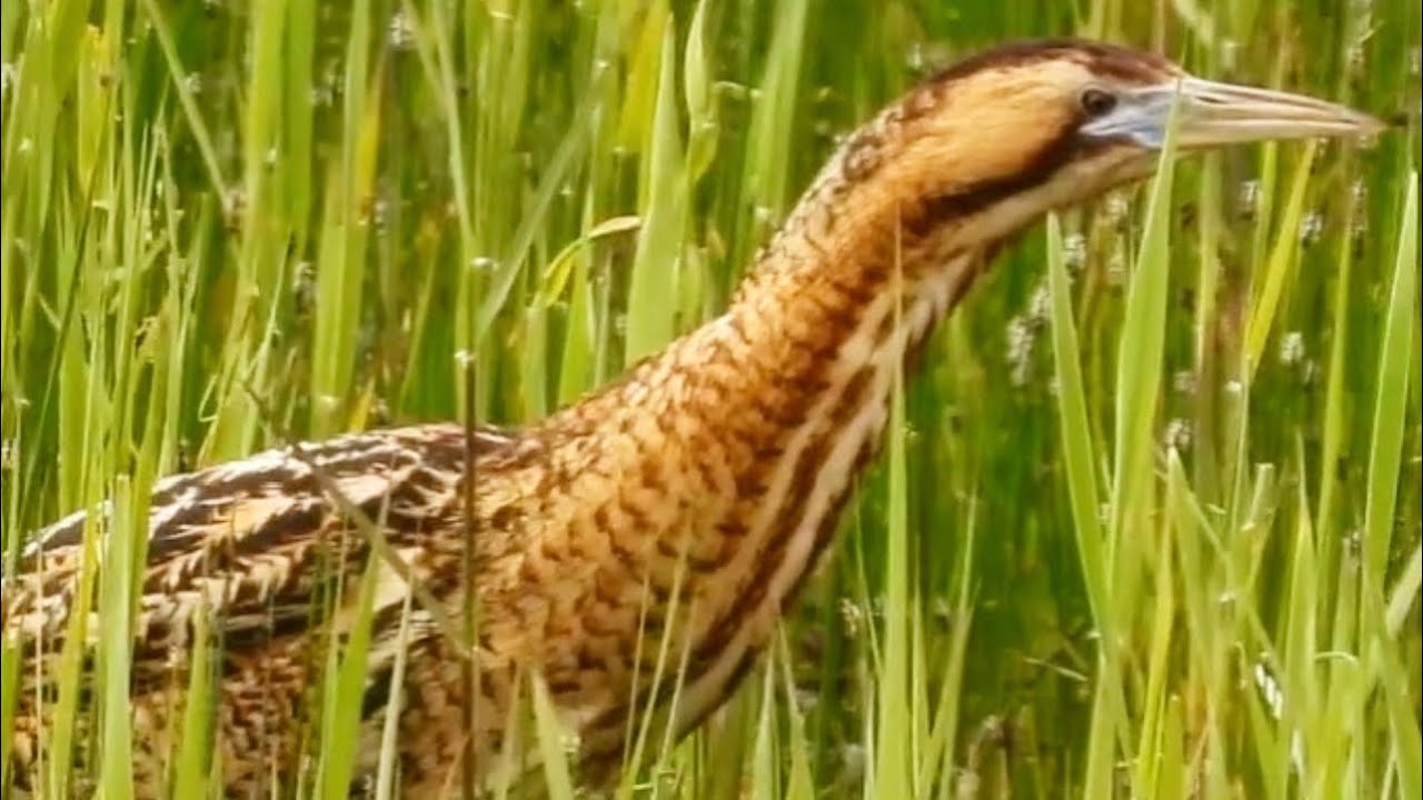 Bittern showing very well at RSPB Minsmere, Suffolk #birds #birdwatching #rare