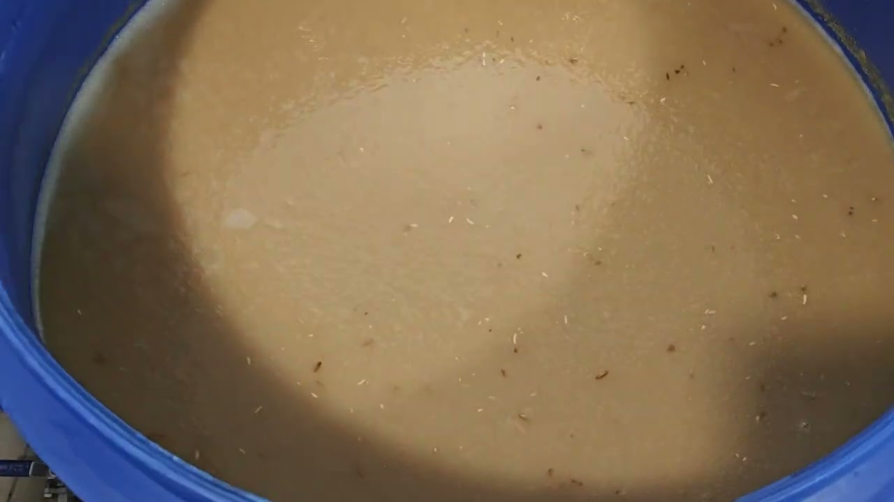 Белая схема, ржаной затор!! Хлебное вино..