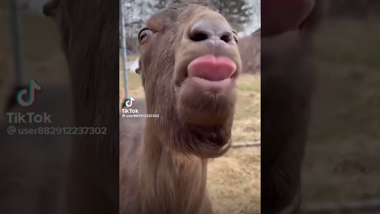 Llama