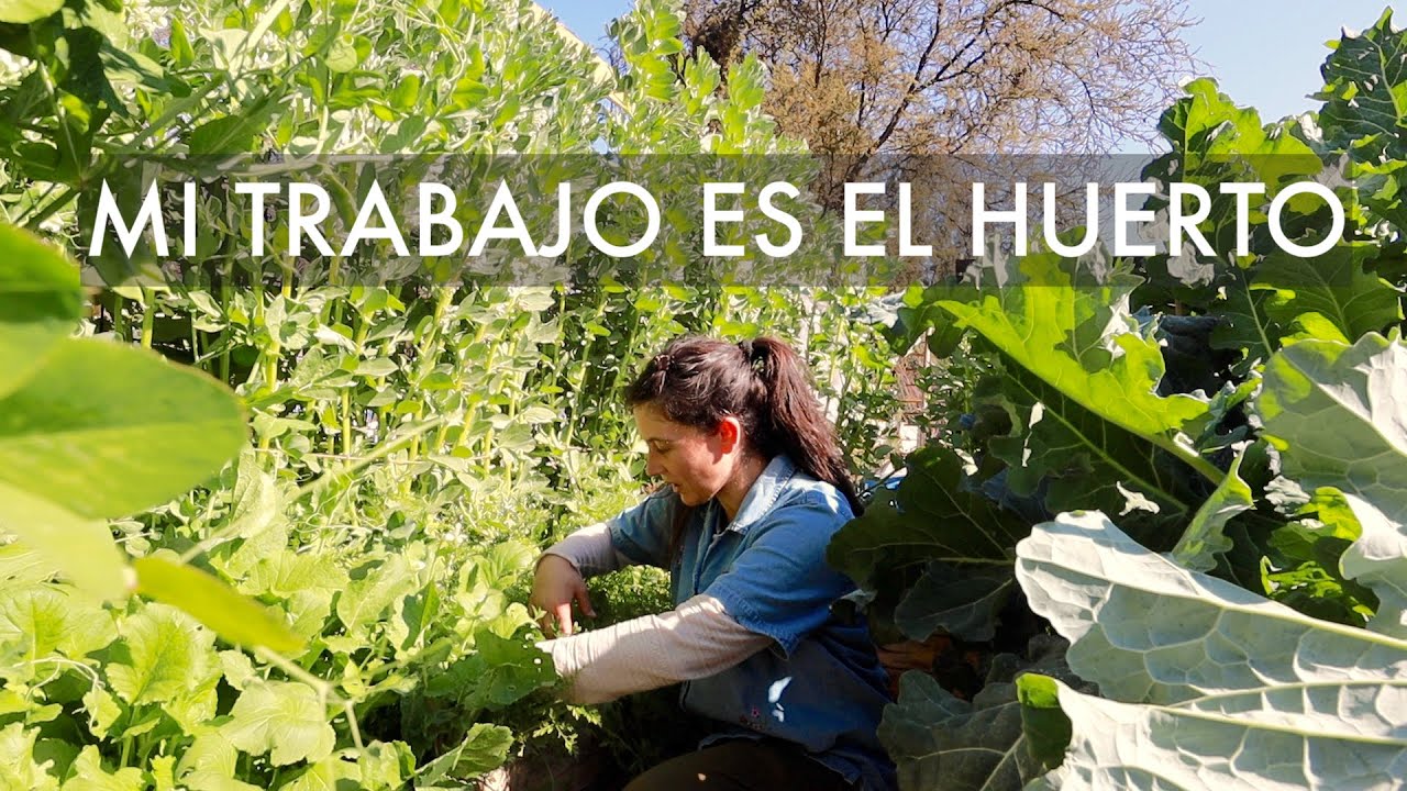 Mi trabajo es el Huerto | Aunque hagamos más, nuestro trabajo es Cultivar. #SiembradeTomates