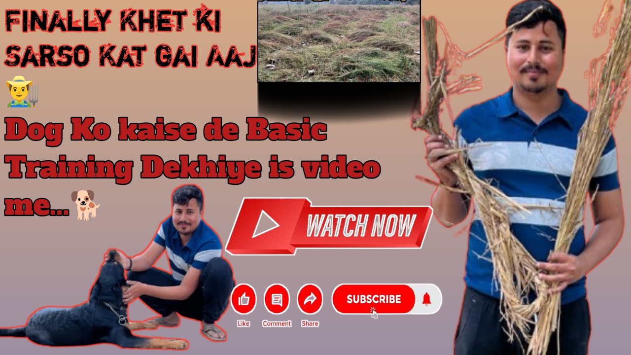 Dog 🐕 Training 😱,Sarso Ka Khet #training #marco #rottweiler #litilpandeyvlogs #sarson #villagevlog 