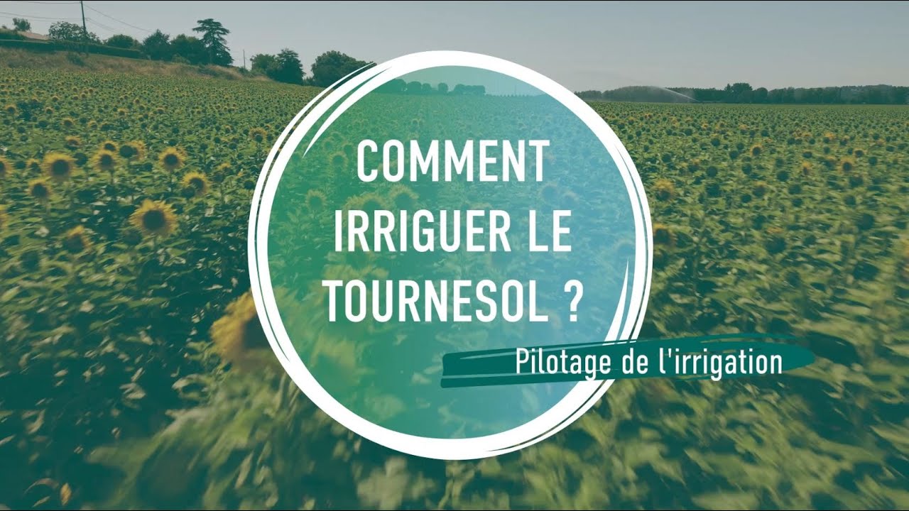 Comment irriguer le tournesol ?