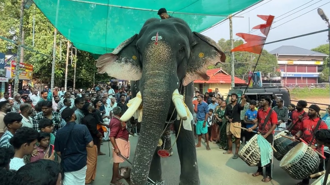 തൃക്കടവൂർ ശിവരാജു പെരുവാരത്ത്‌😍| Thrikkadavoor Sivaraju | Peruvaram Mahadeva Temple Ulsavam 2025