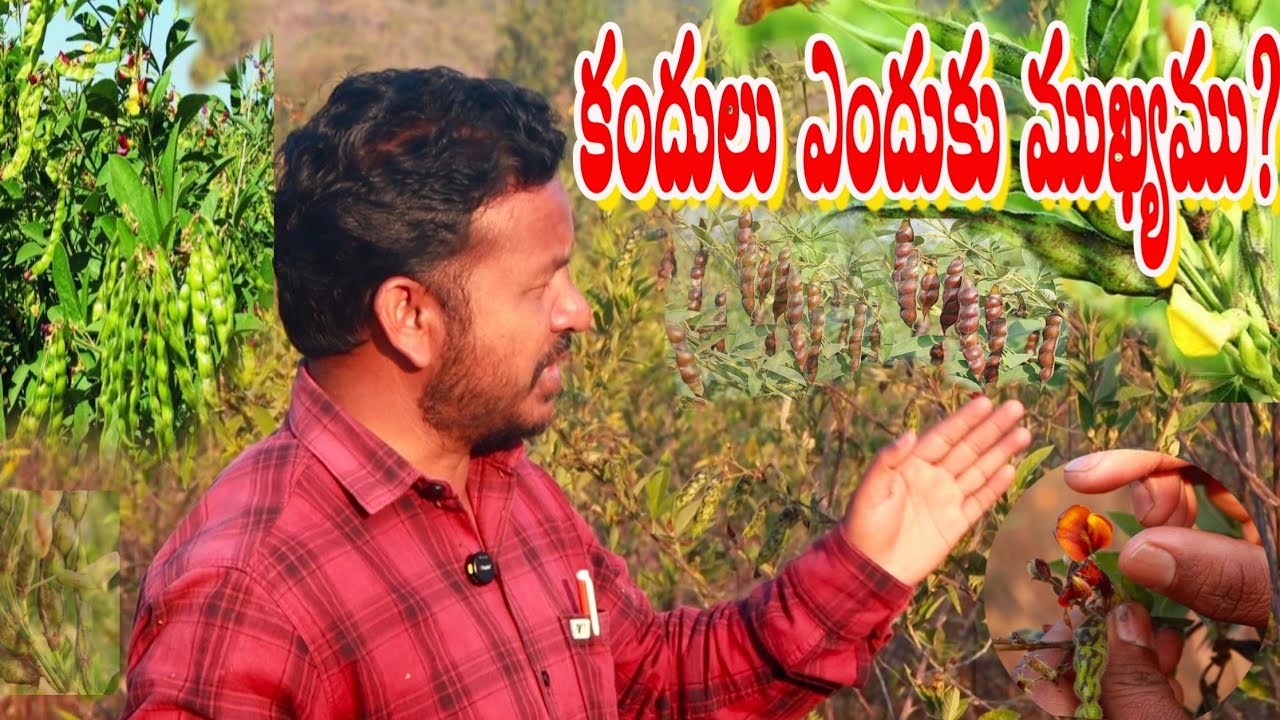 కందులు ఎందుకు ముఖ్యము?ఆరోగ్యానికి ప్రకృతి వరం!ప్రాచీన ధాన్యం కుందులు: ఆధునిక ఆరోగ్య రహస్యం|