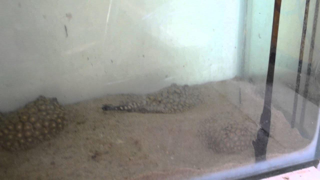 P14 Potamotrygon sp. Itaituba 