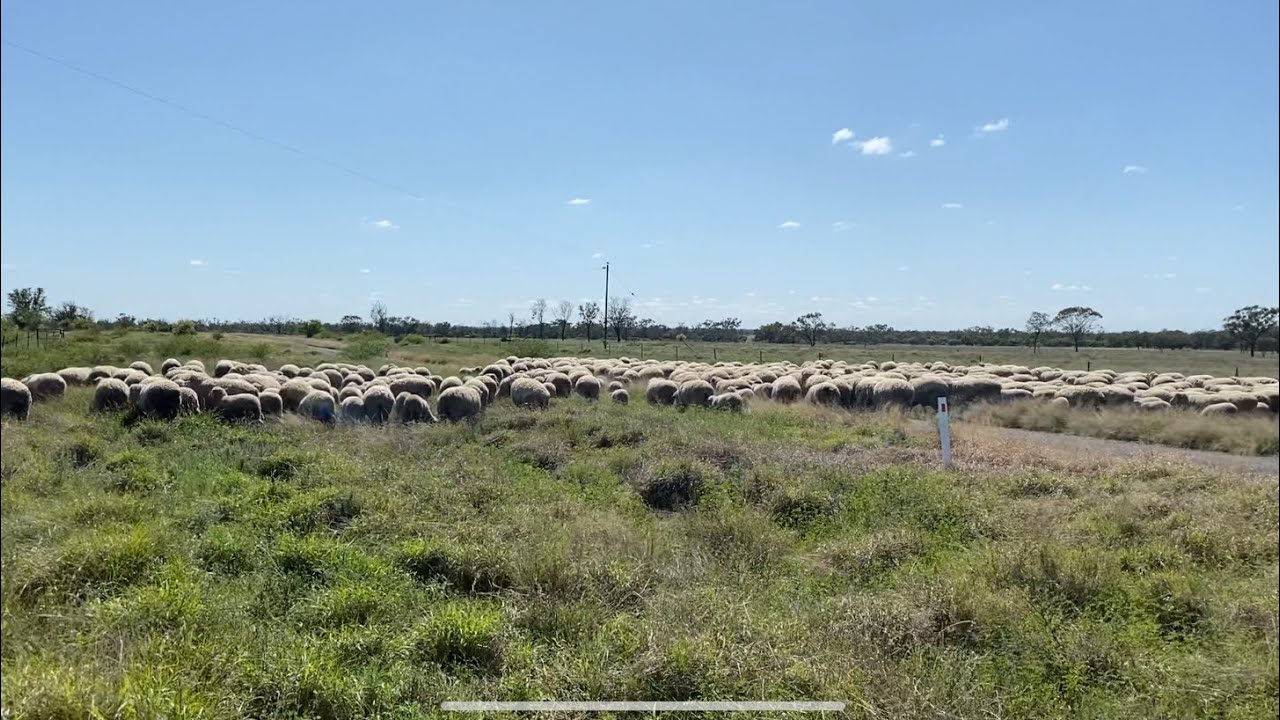 Mustering sheep out in the outback Ep. 1