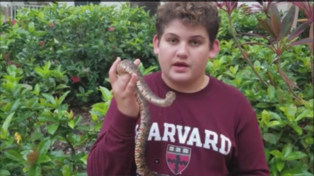 Cottonmouth Water Moccasin VS Florida Water Snake