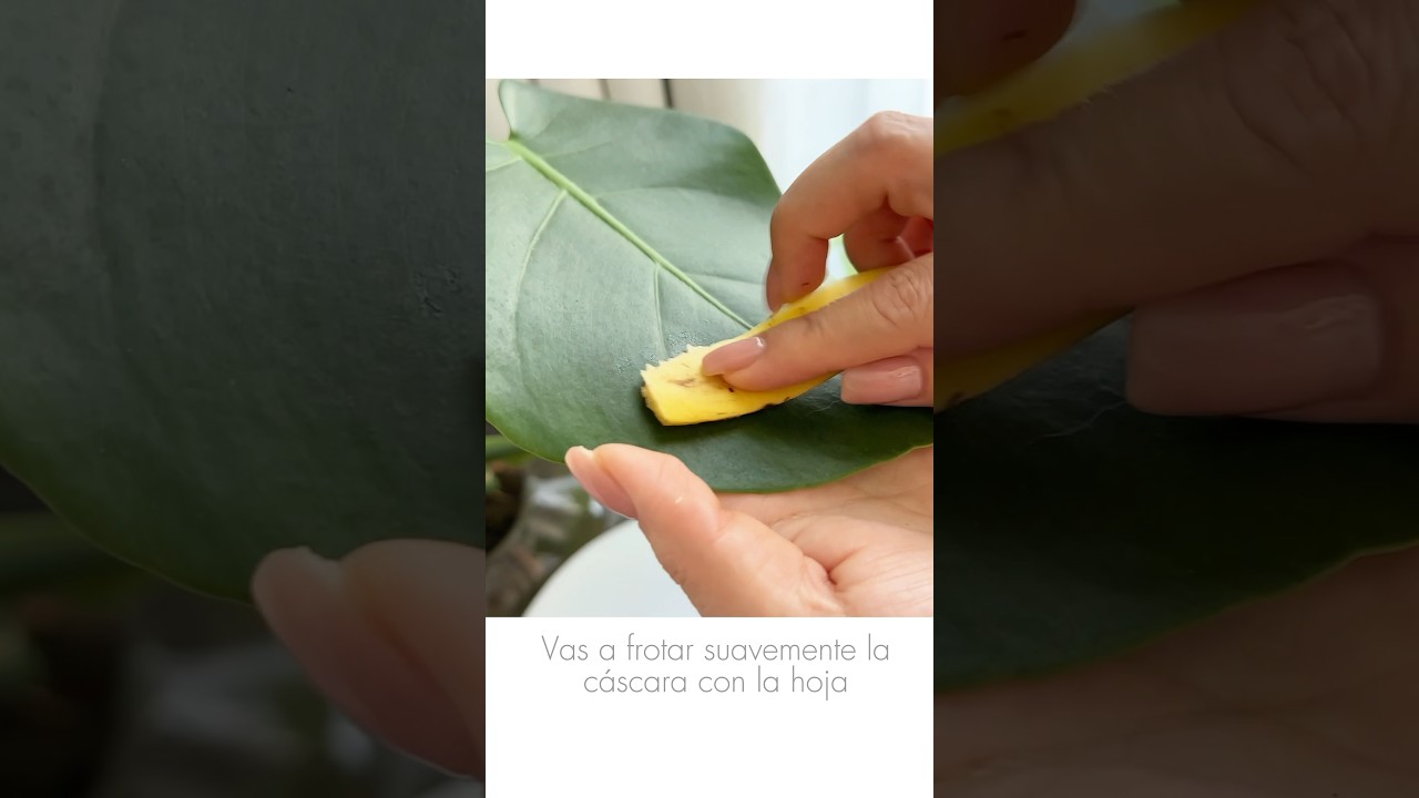 2 Trucos para limpiar las hojas de nuestras plantas 🪴