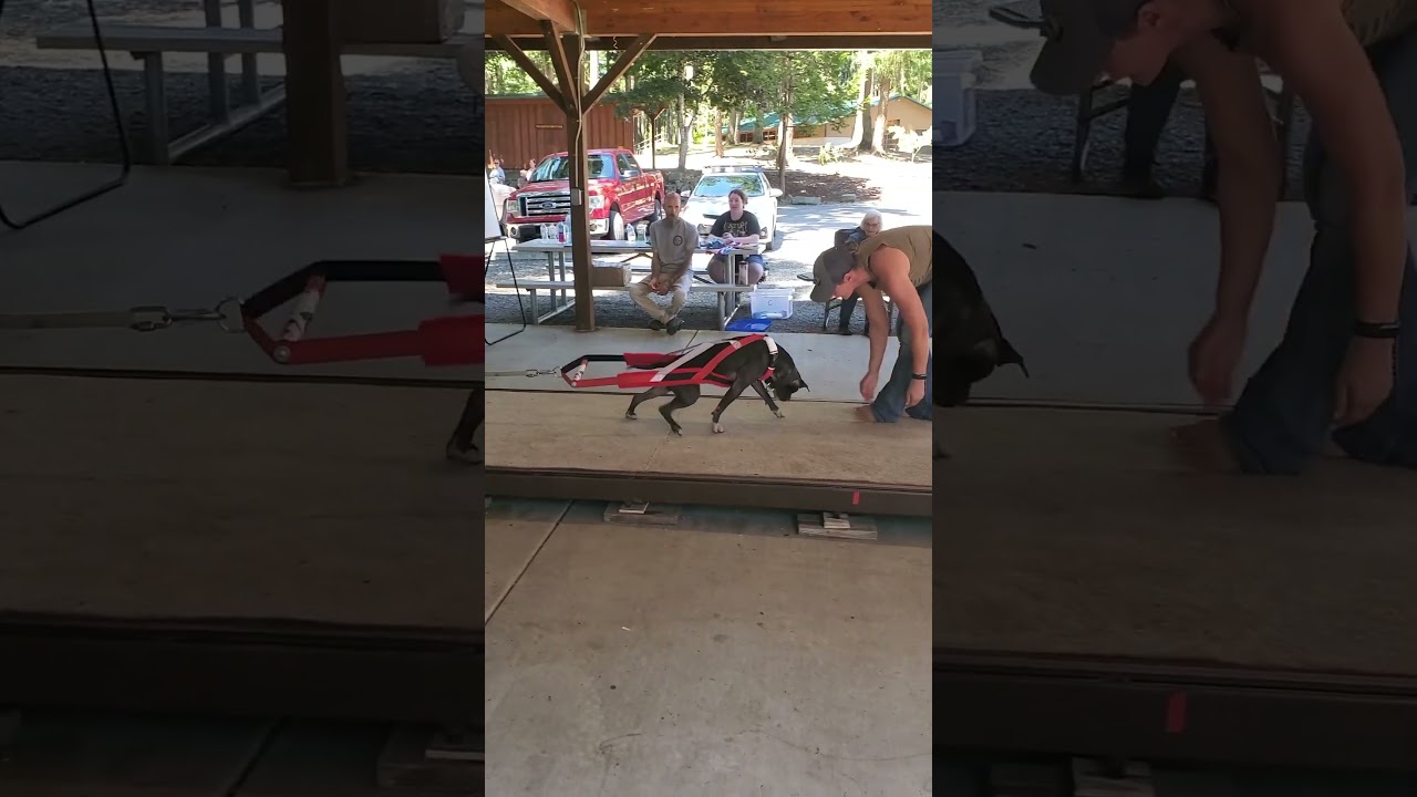 Vinny crushing the weight pull #bullymax #dogsports #pitbulls
