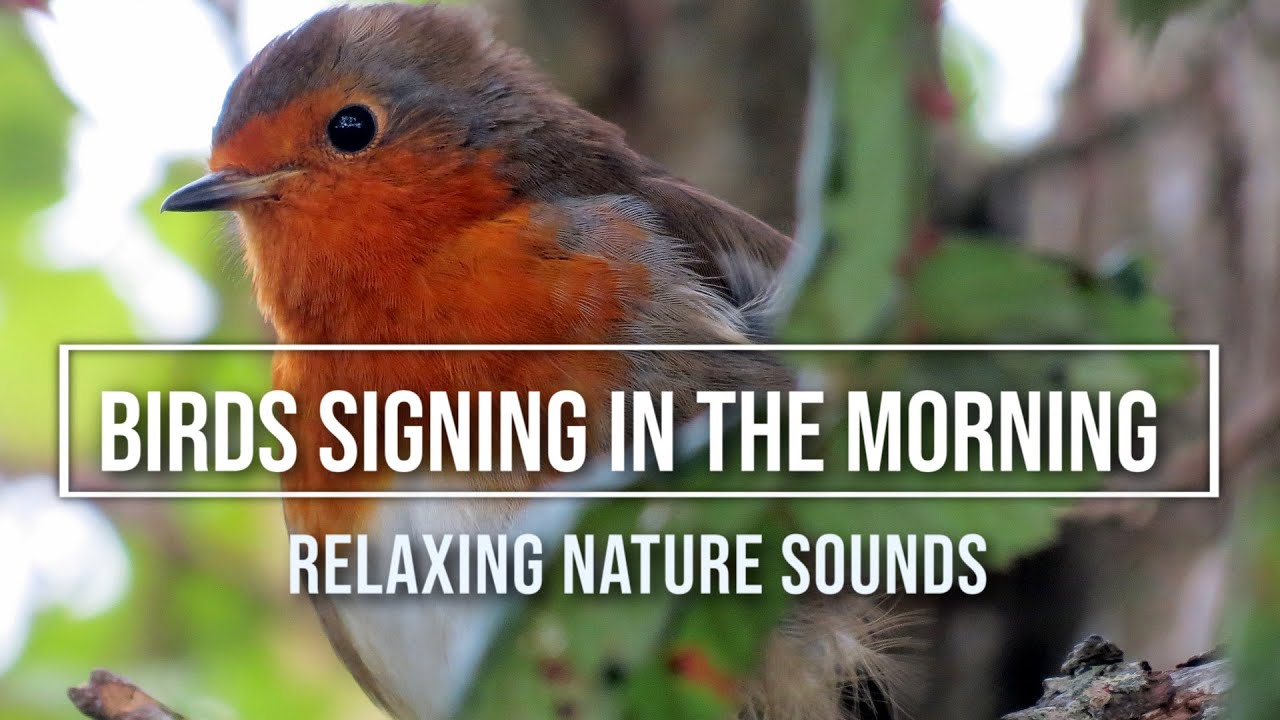Birds Signing in the Morning (Black Screen) Relaxing Nature Sounds