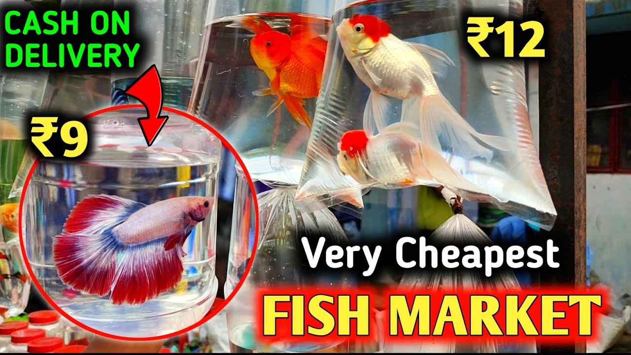 CHEAPEST AQUARIUM FISH MARKET | GALIFF STREET FISH MARKET IN KOLKATA | WORLD FAMOUS FISH MARKET 2022