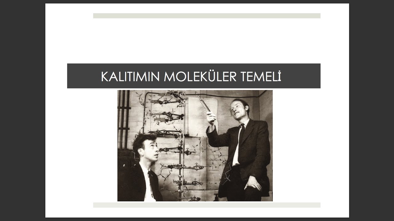 #biyoloji #genel biyoloji BÖLÜM 16: Kalıtımın Moleküler Temeli #genel biyoloji