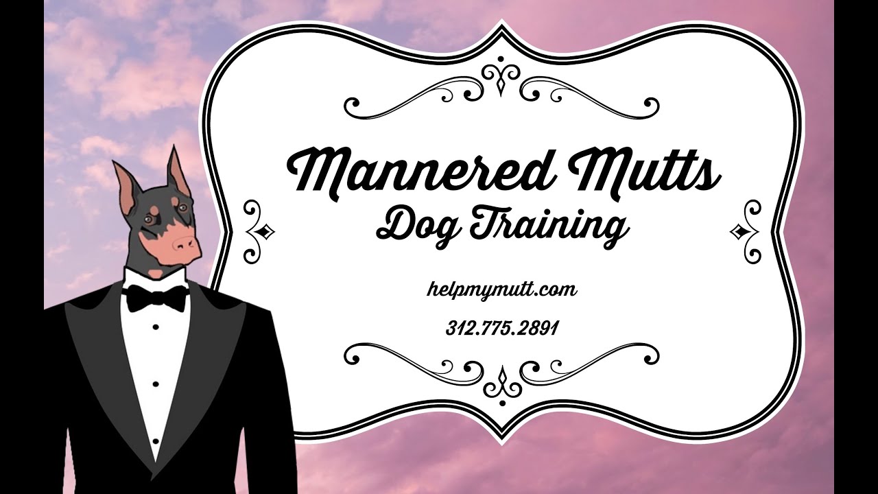 Chicago Dog Training / Hero the Pit Bull at Montrose Dog Beach