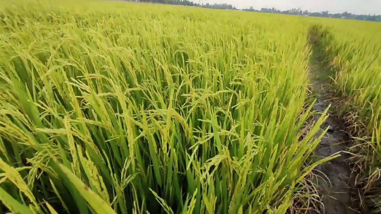 so s&aacute;nh l&uacute;a om18 xạ thưa v&agrave; dầy c&aacute;i n&agrave;o tr&uacute;ng hơn hạn chế s&acirc;u bệnh ph&acirc;n thuốc hơn