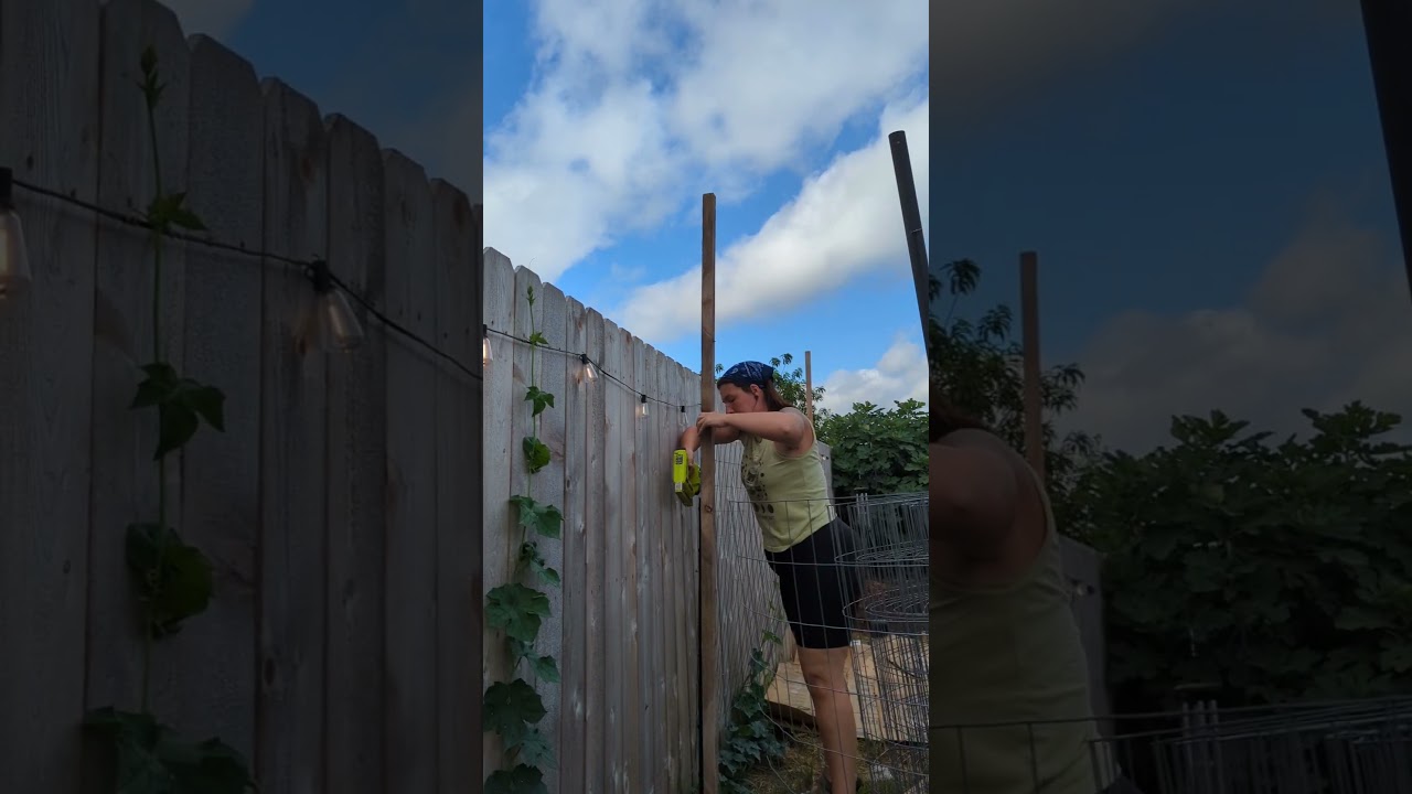 Growing Luffa out of my grass lawn! Plus a make shift trellis and some ADHD audacity ✨#luffa