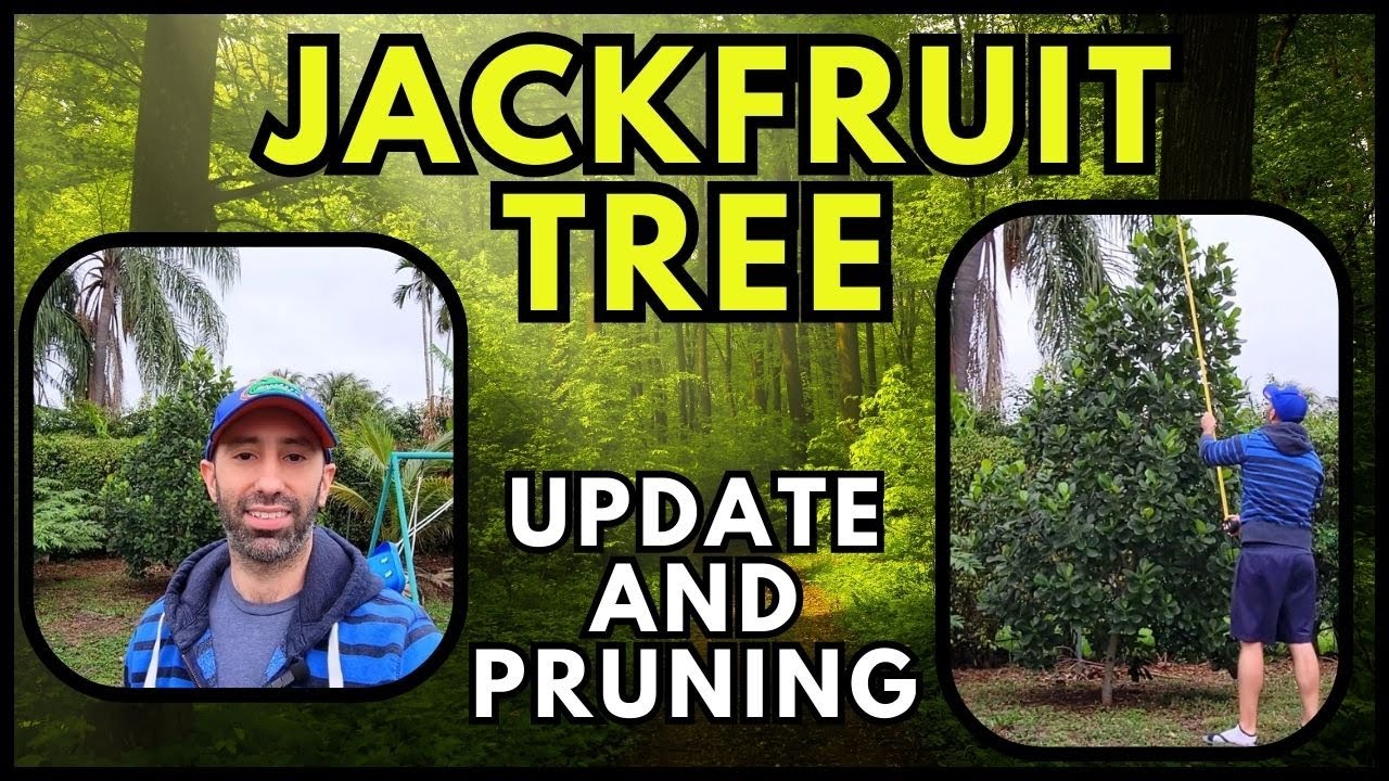 Jackfruit Tree Update - Let's Prune!