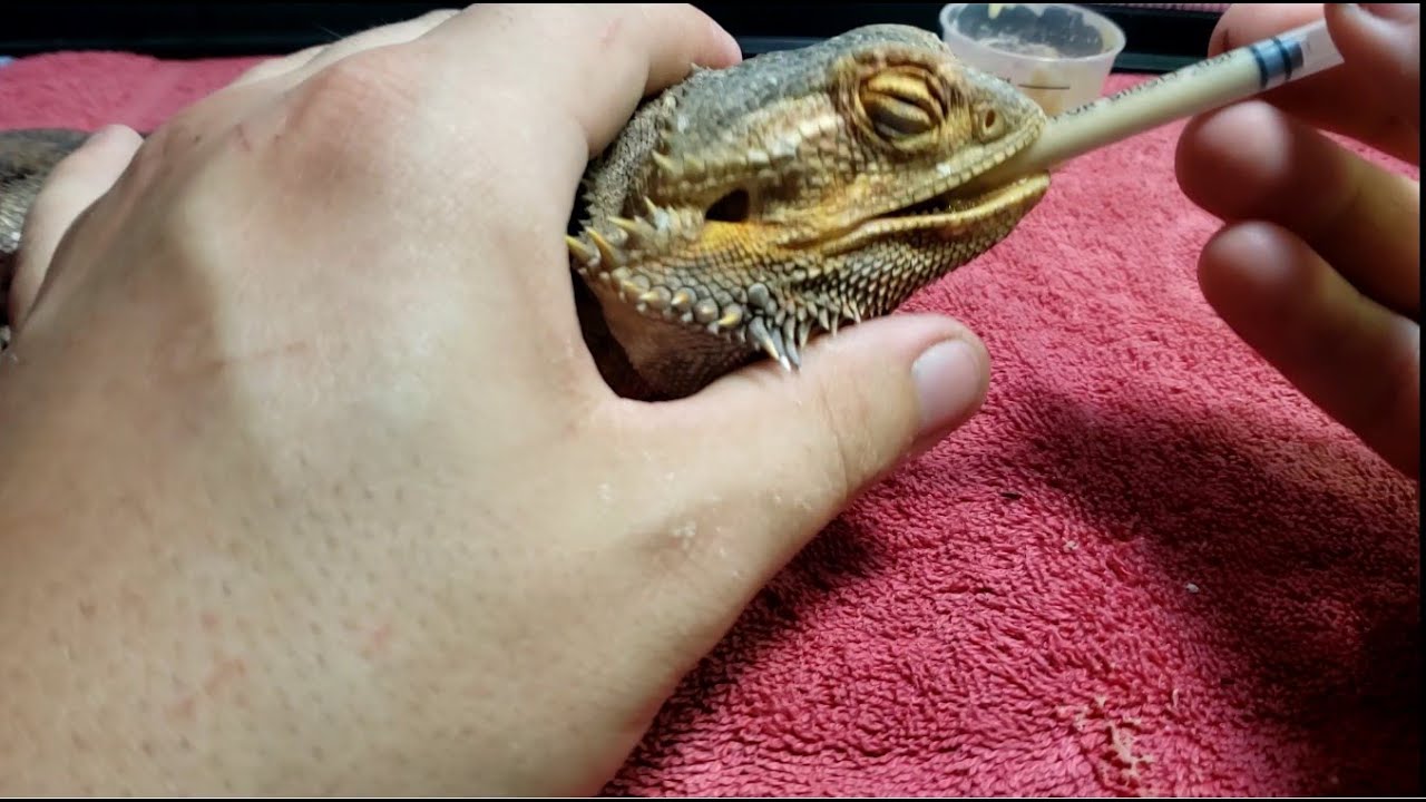 Neglected Dying Bearded Dragon RESCUE Day 2 Part 2 | Tube Syringe FEEDING | SO HUNGRY! Hand Holding!