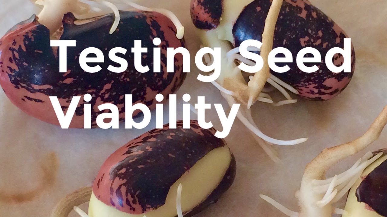 How to Test Seeds for Germination