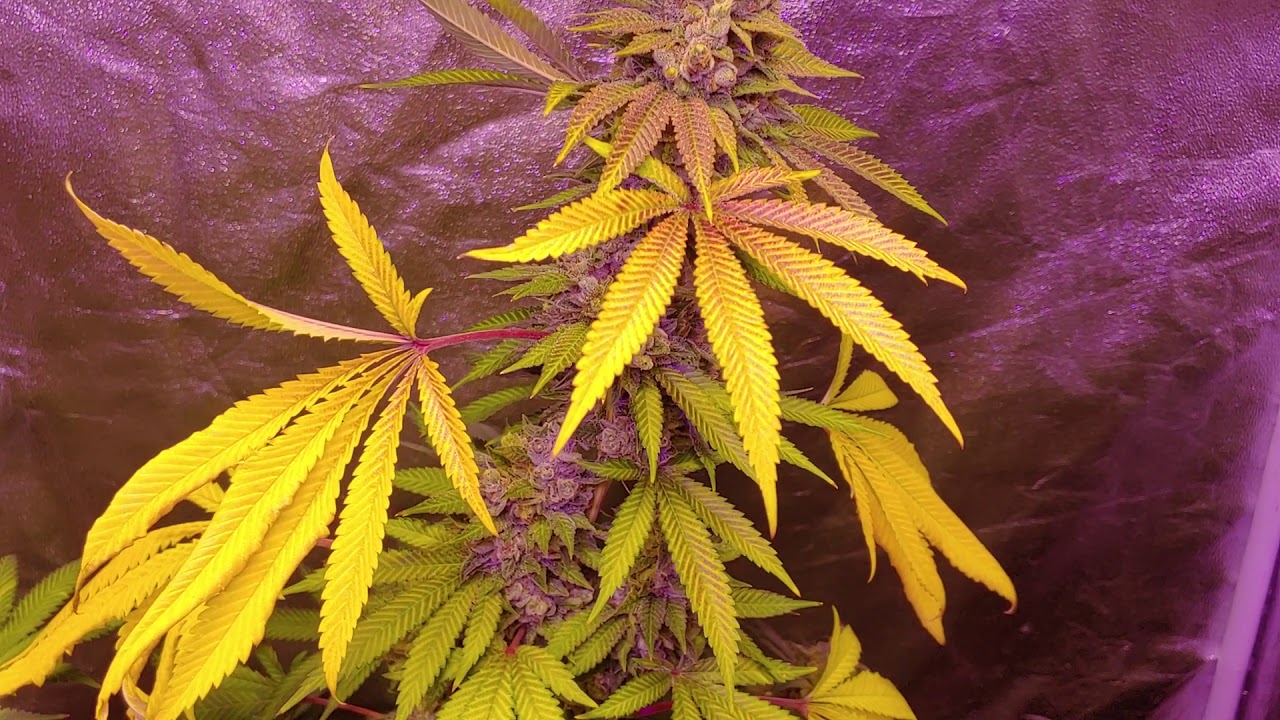 Day 59 #sevenleafgenetics Slauson Kush & BORA!!