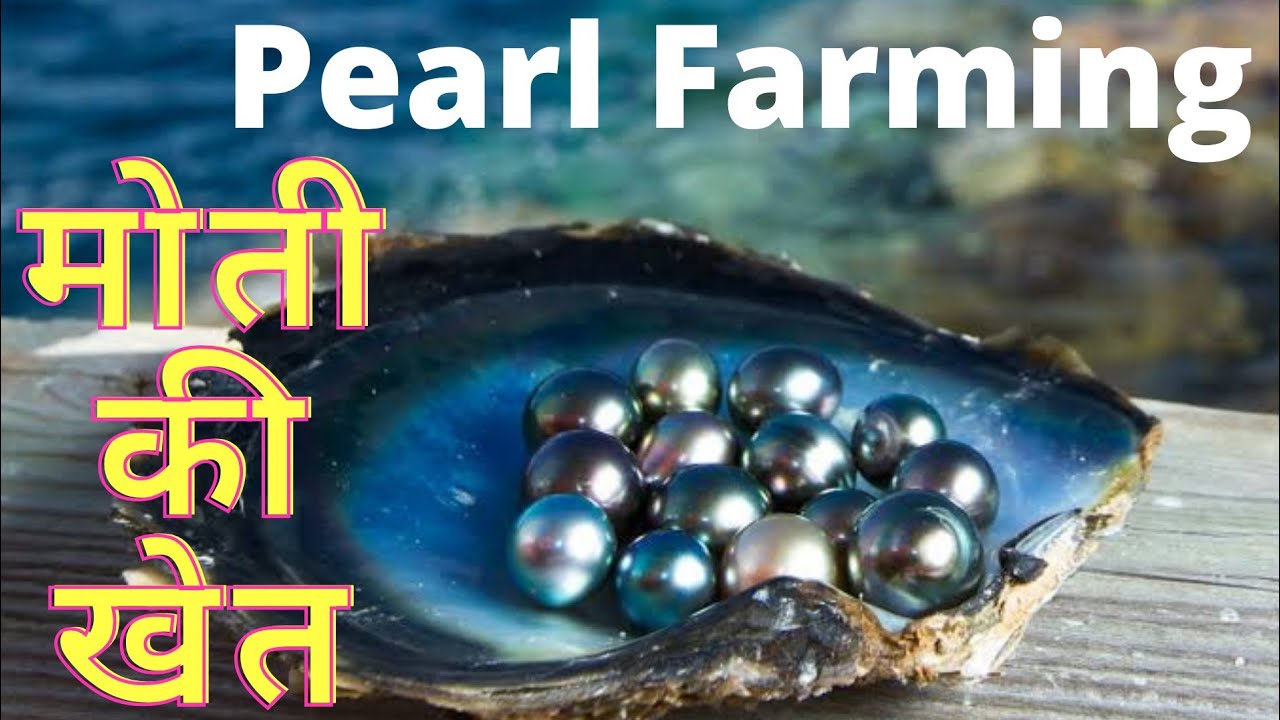 Amazing pearl cultivation technology | Pearl farming | मोती की खेती