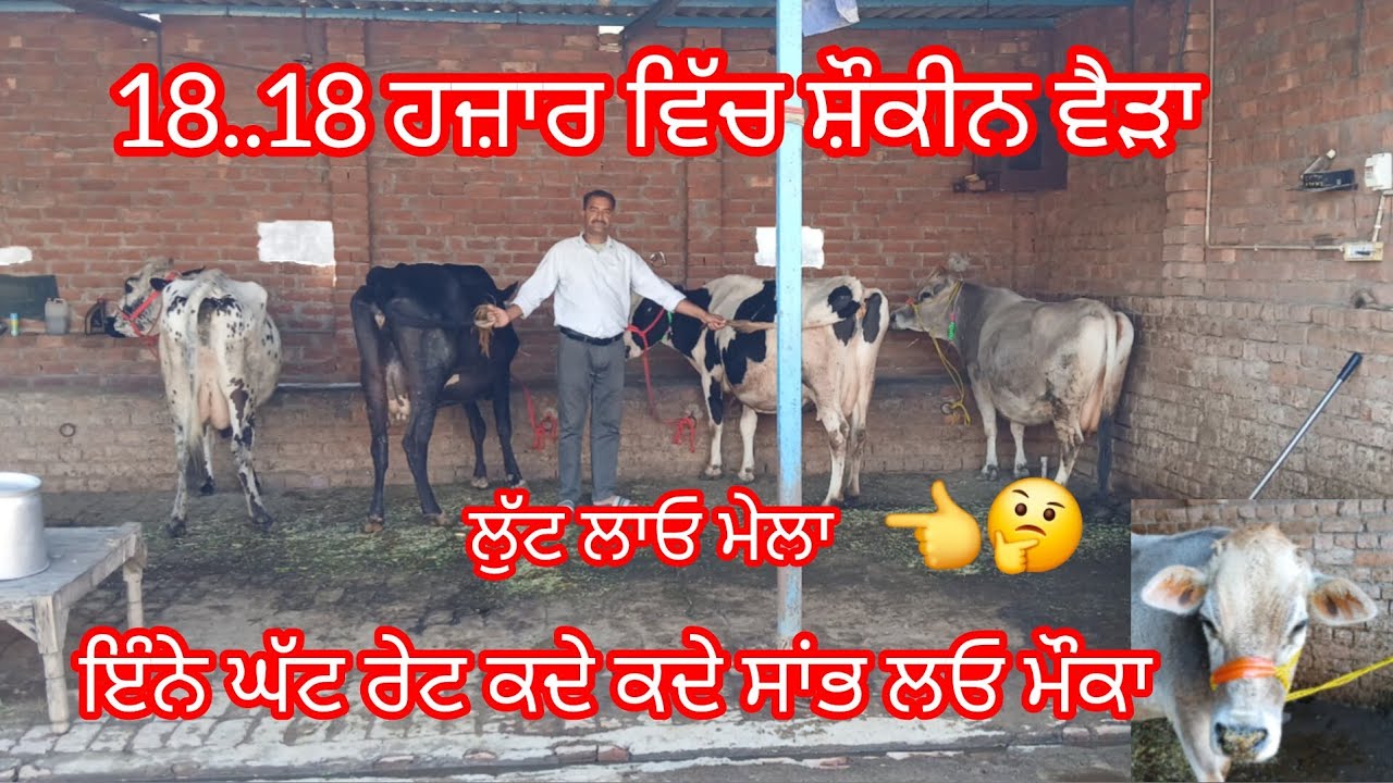 17 March 2026 ਇੰਨੇ ਛੋਟੇ ਛੋਟੇ ਰੇਟ ਕਦੇ ਕਦੇ ਲੁੱਟ ਲੋ ਮੇਲਾ ਉਡਦੀਆਂ ਵਾਲੇ /cow for sale /cheema dairy farm 
