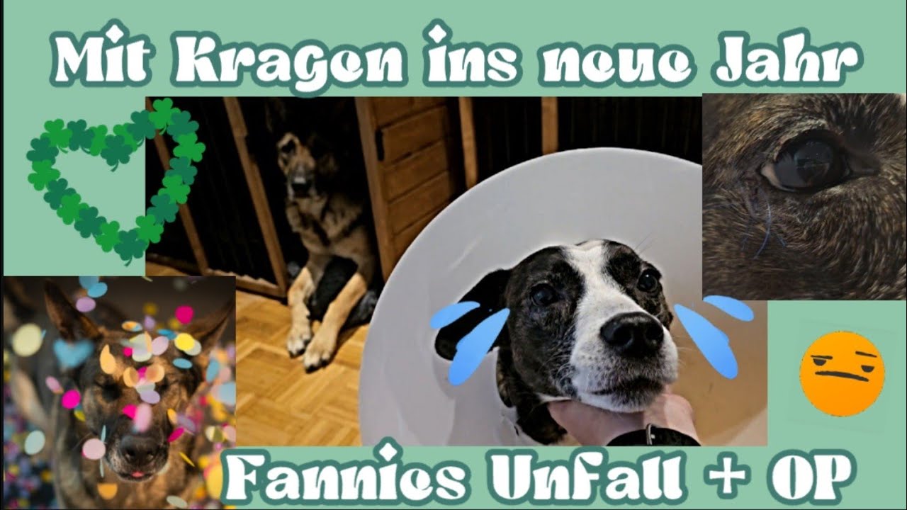 Fannies Unfall: mit Kragen in den Jahreswechsel