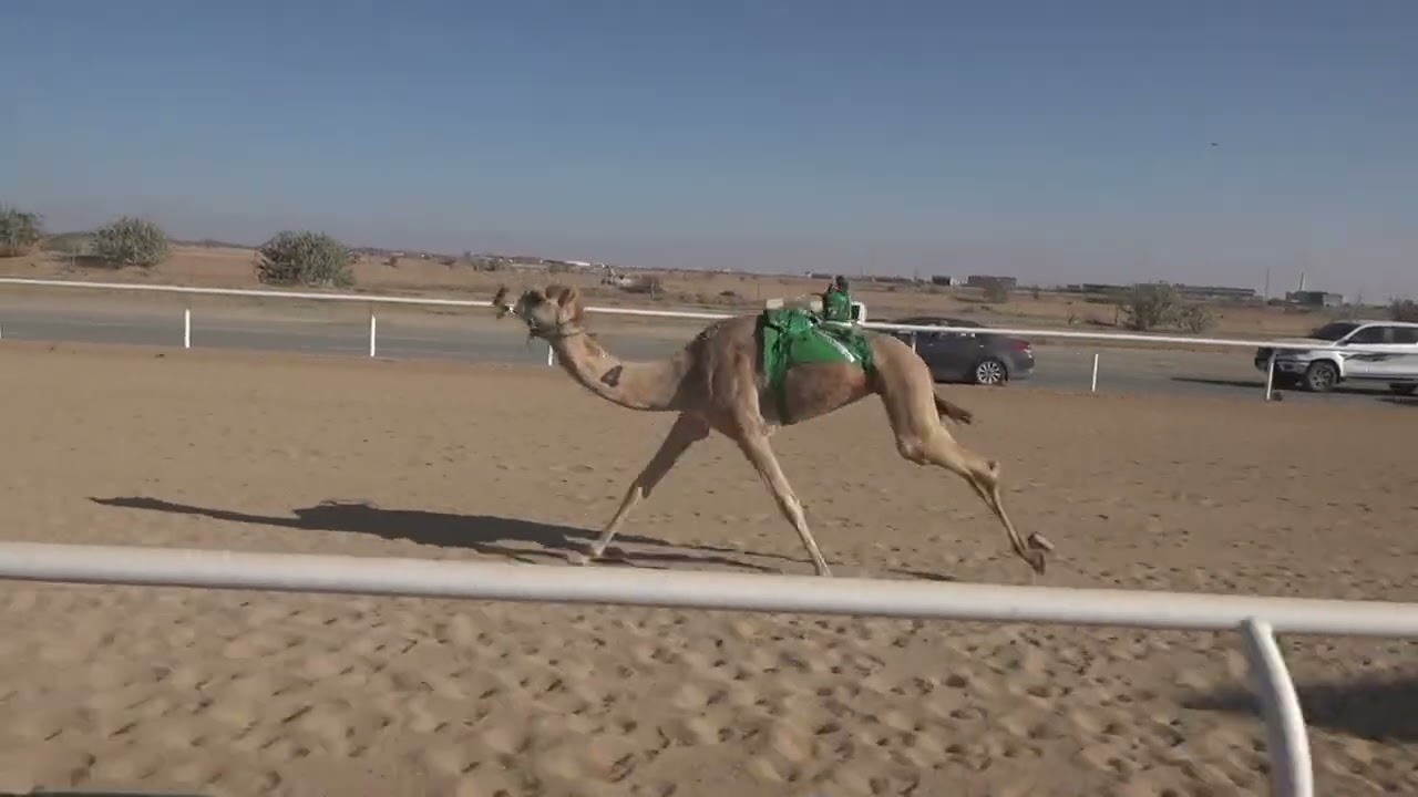 ش4 قعدان حقايق 1447/09/11هـ - 2026/02/28م (مجمل) بدر عليان محفوظ القويعاني