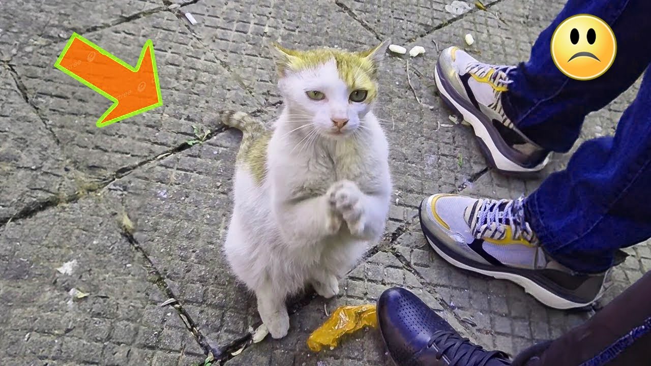 Очень голодный, бездомный кот попросил у незнакомца хоть немного еды