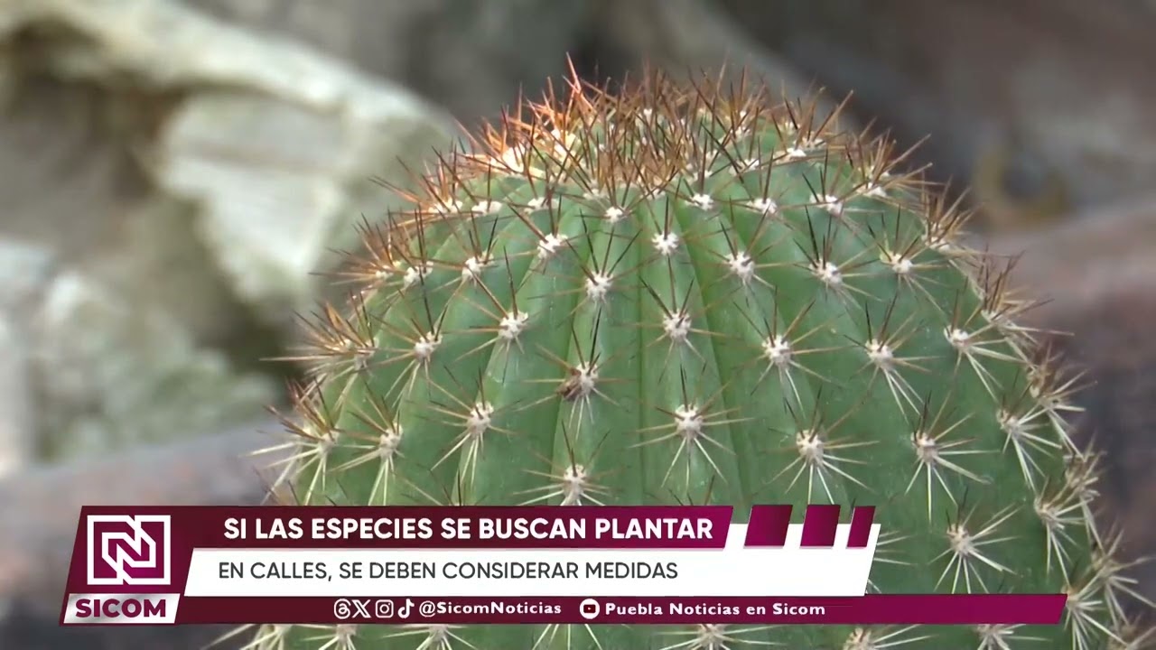 🌱🌎 Cuidar el medio ambiente es responsabilidad de todas y todos