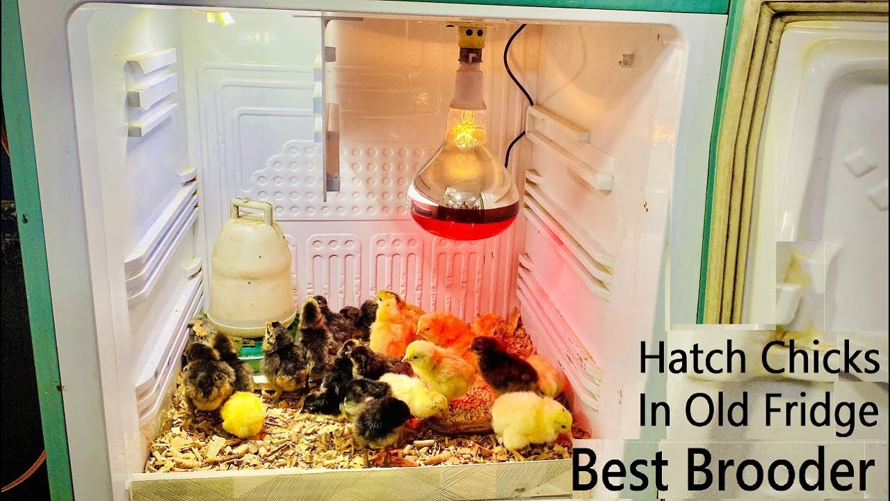 Hatch chicks in Old Fridge ( Refrigerator) Brooder - Making brooder for baby chick 🐣