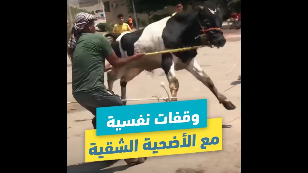 وقفات نفسية مع الأضحية الشقية| د.محمد حسين