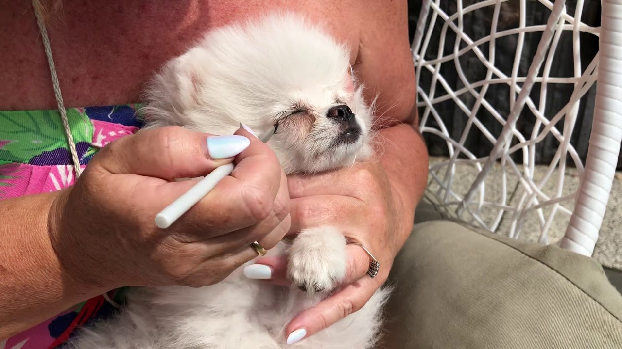 Metoda na usuwanie zacieków - biały szpic miniaturowy, pomeranian. Zacieki u białego szpica.