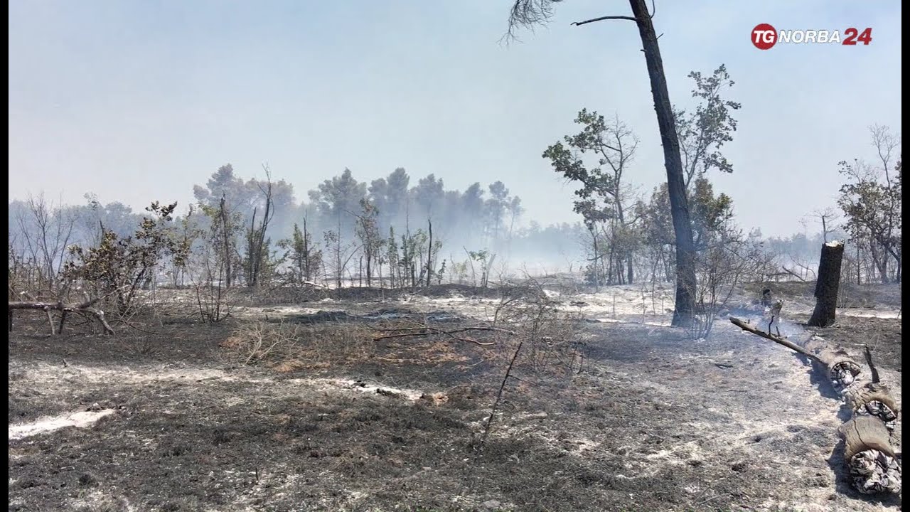 Difesa Grande: un bosco che quasi non esiste più