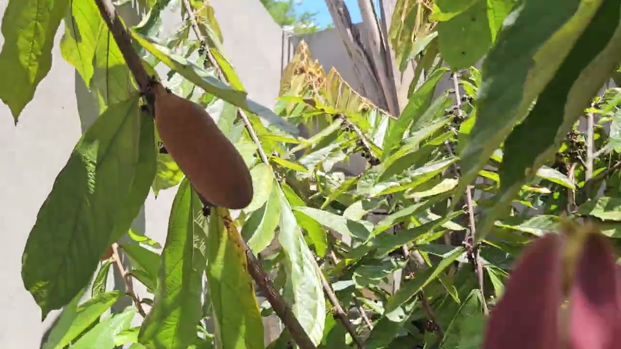 Coloquei as comidas dos passarinhos no comedouro 