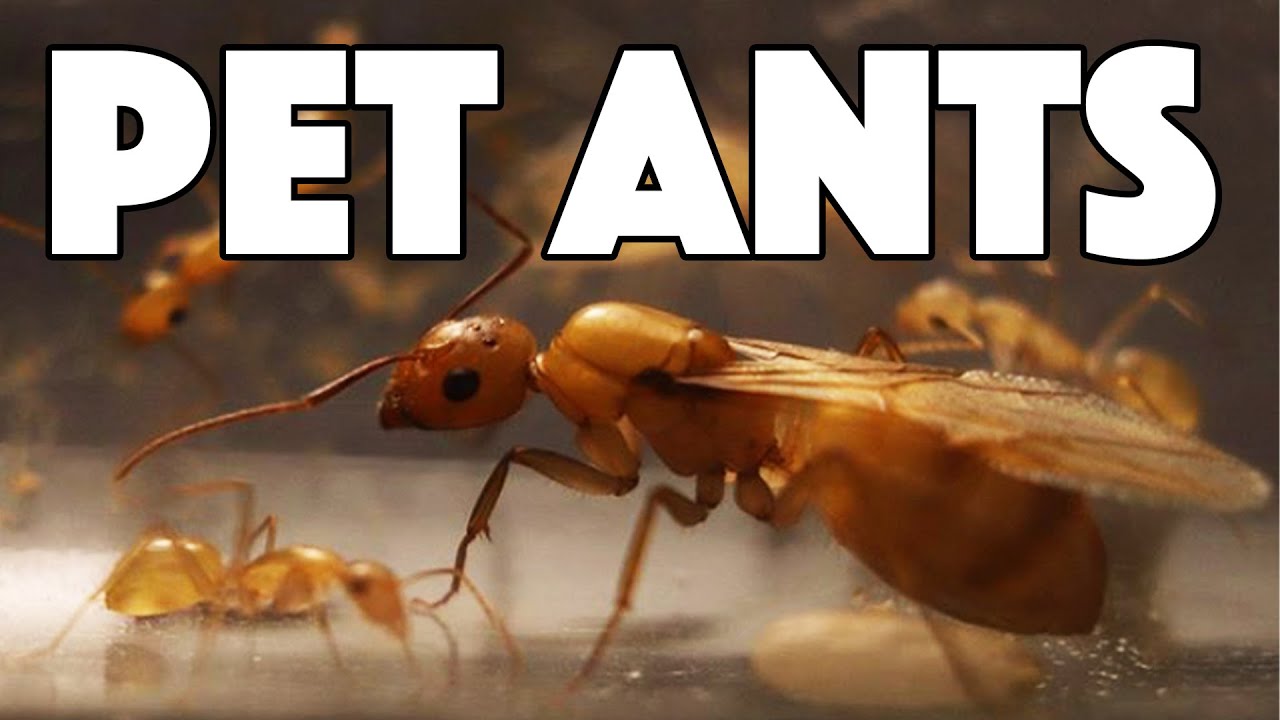 My Carpenter Ant Colonies
