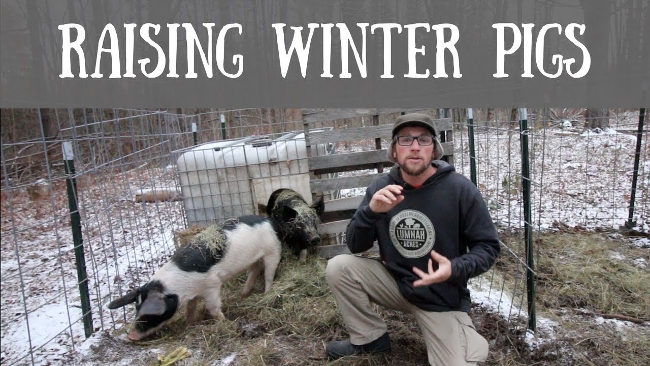 How to Raise pigs Outside in the Winter