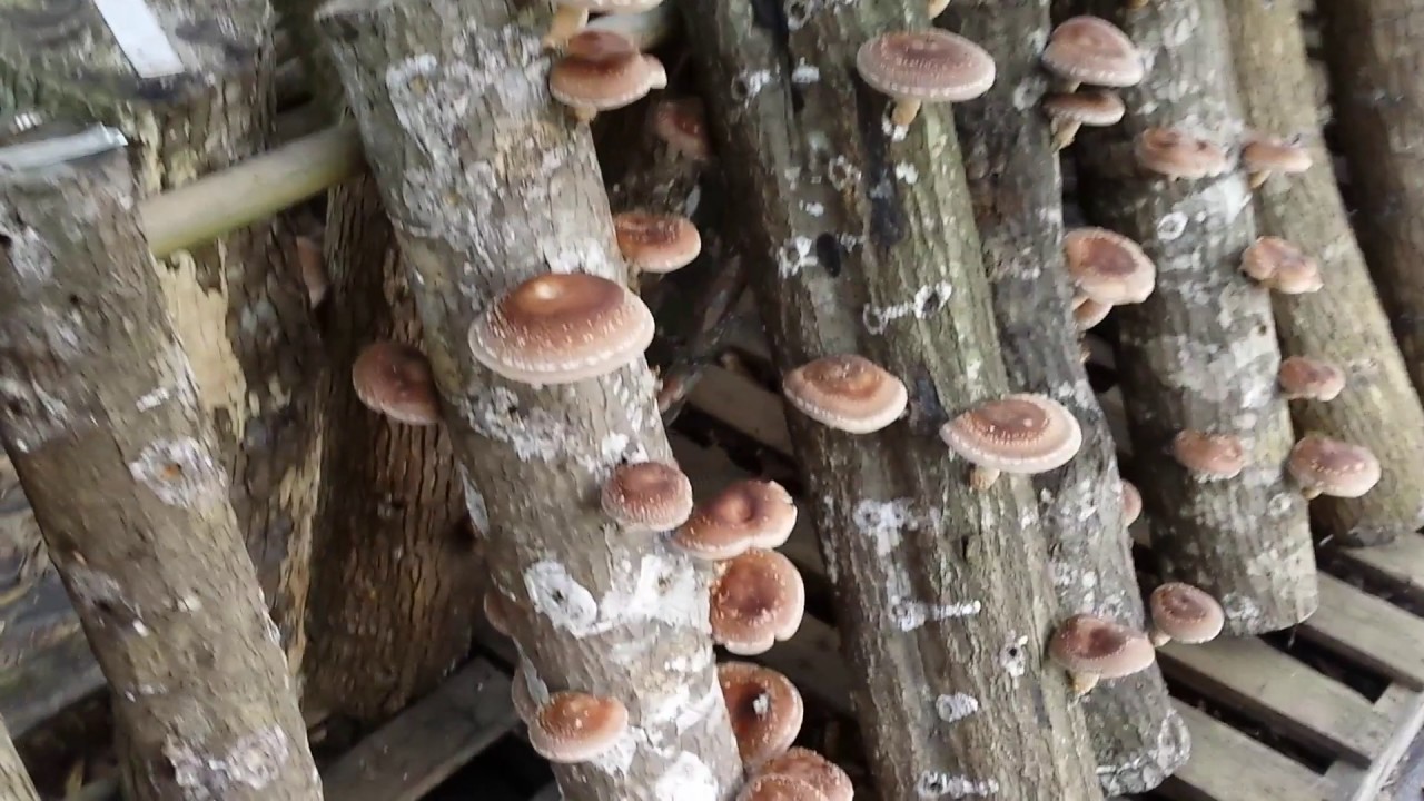 Shiitake Mushrooms Ready to Harvest at Little Eden Heirloom Farm