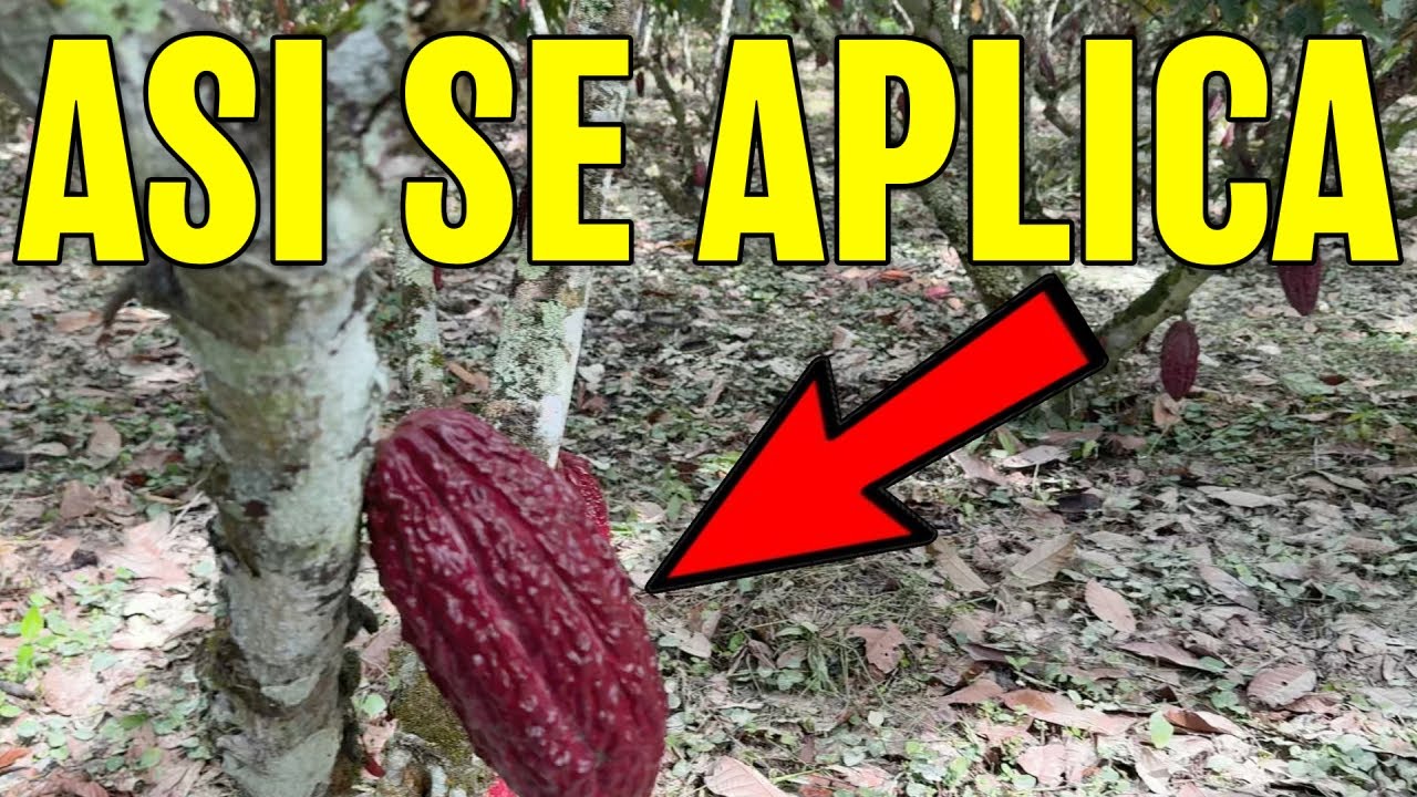 Como APLICAR CAL en el CACAO para CORREGIR los niveles de ACIDEZ en el suelo