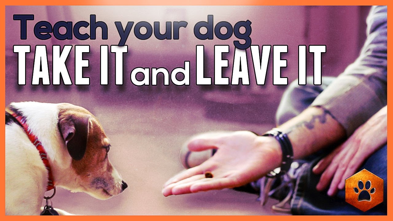How to Teach your dog Leave It and Take It - Safe and soft mouth