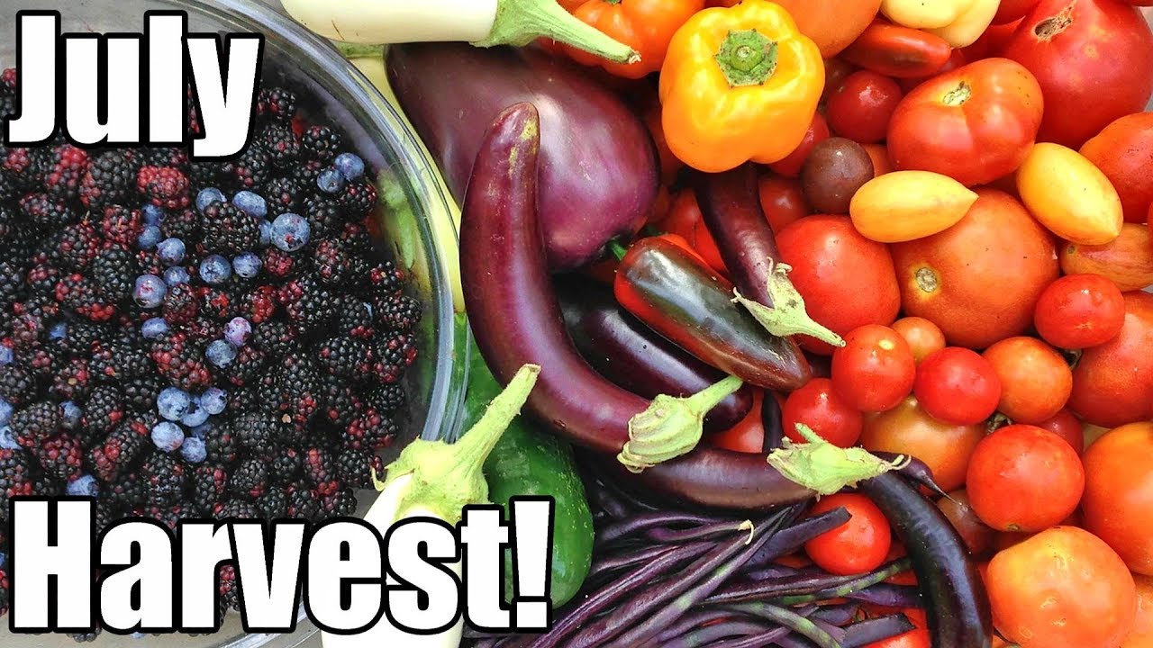 July Garden Harvest! Local Food at its BEST