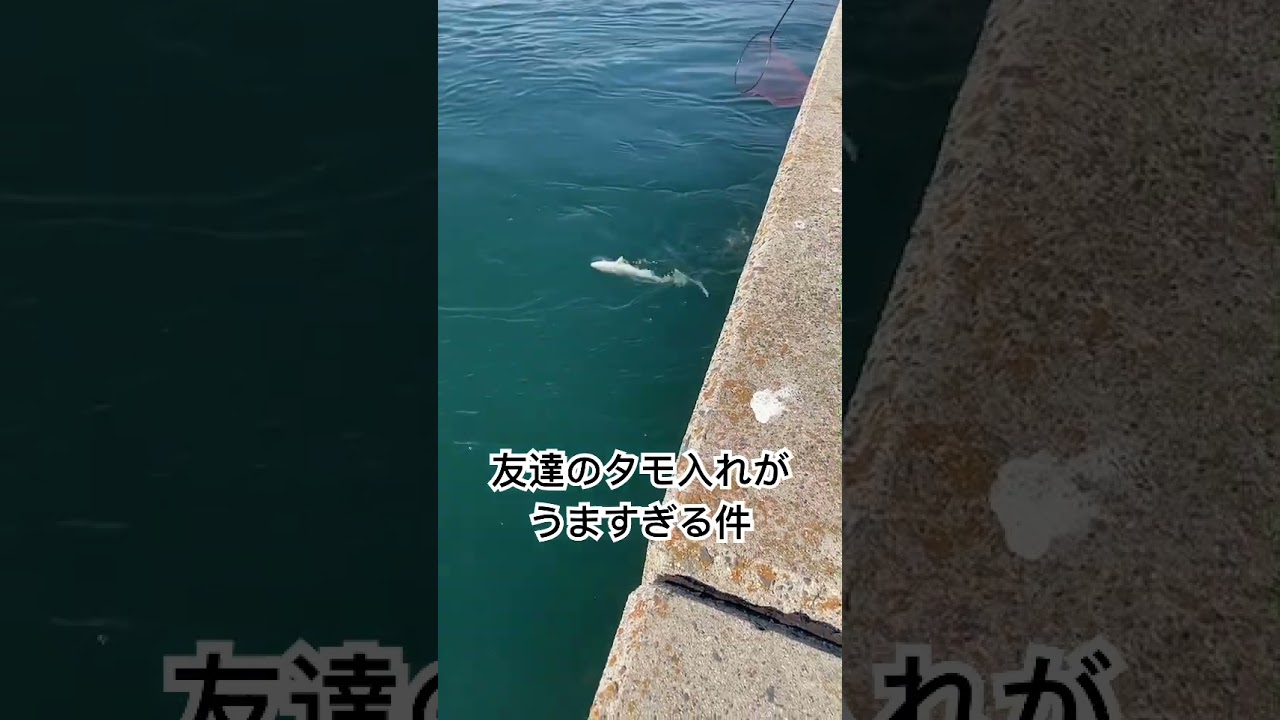 【ショアジギング】友達のタモ入れがうまい #ショアジギング #ショアプラッキング #タモ入れ #ハマチ #海釣り