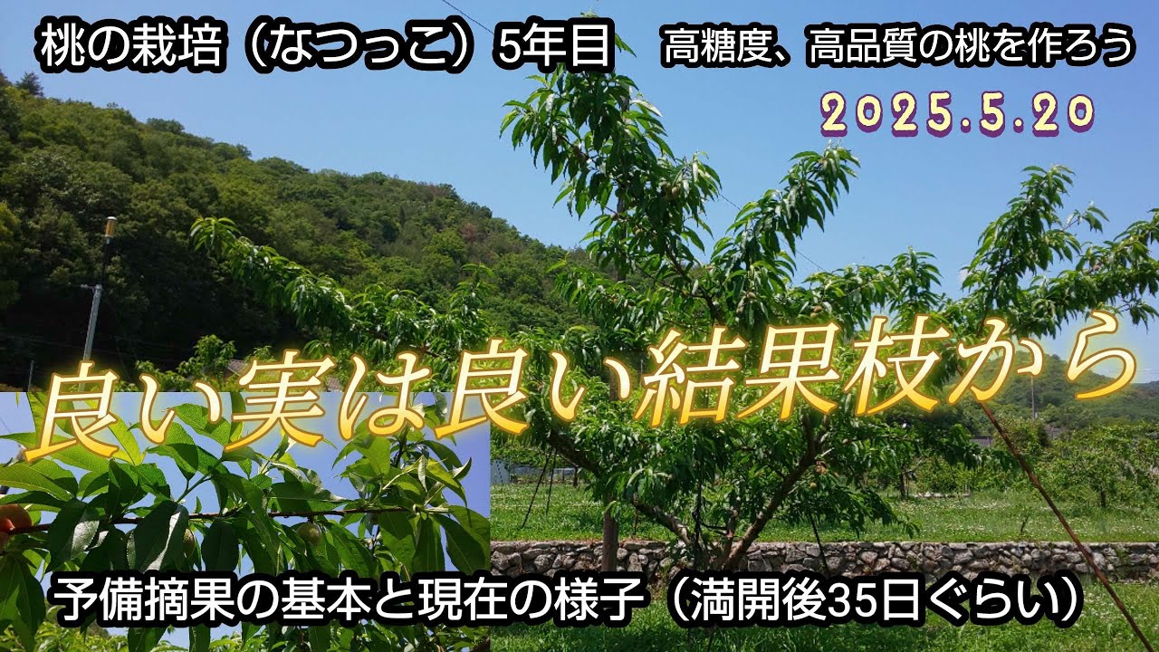 桃の栽培（29）第一予備摘果、理想の結果枝と残すべき実、高糖度、高品質の桃作り、摘果編、なつっこ、５年目