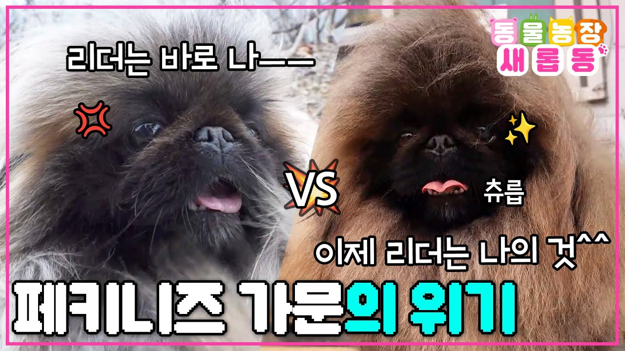 [#새롭동물농장] 서열 1위 아이스와 젊은 꽃미남 길동이🫨 페키니즈 家 리더를 차지할 주인공은 과연 누구?🤔 / EP.1219 #TV동물농장 #AnimalFarm #SBSstory