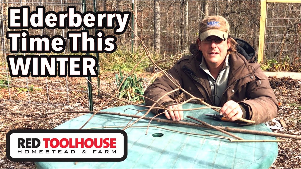 NOW is the time to Propagate Elderberry