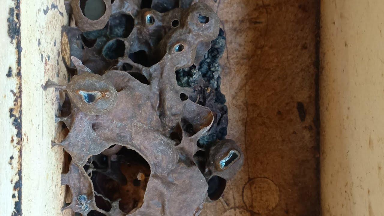 😱Enxame de Uruçu sem rainha: quase perdi a colmeia… veja como salvei😱 🐝🐝