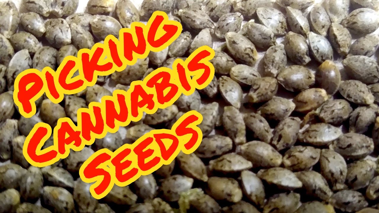 Kinds of Marijuana Seeds