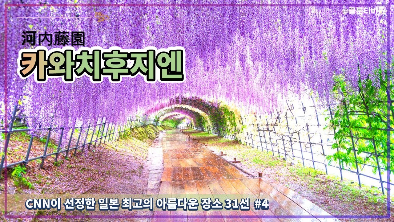 카와치후지엔 河内藤園 (후쿠오카) CNN이 웹에서 발표한 '일본 최고의 아름다운 장소 31선 #4 with CLOVA Dubbing