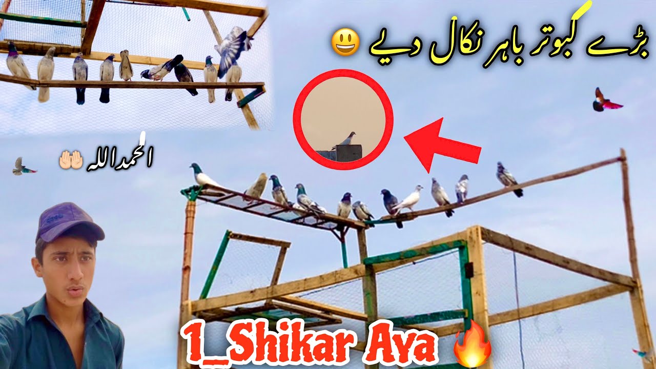 Aaj Bary Kabotar🕊️Bahir Nikaly 😃 Or Ek Shikar Agea Chiri Mari😍
