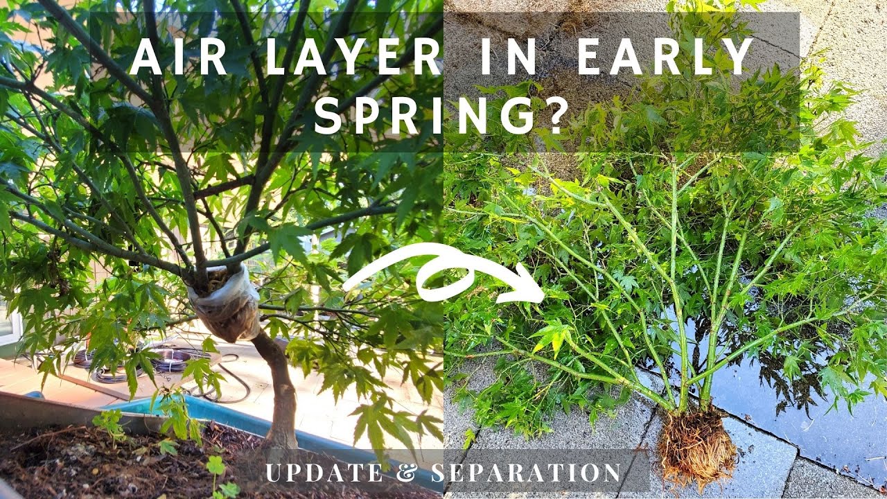 Update on Japanese Maple Air Layer Set in Early Spring